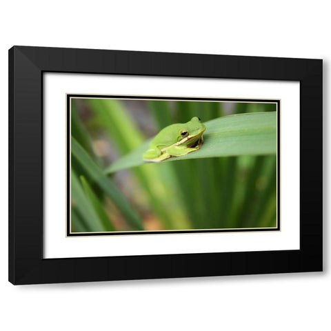 Alabama Tree Frog Black Modern Wood Framed Art Print with Double Matting by Alabama Picture Archive