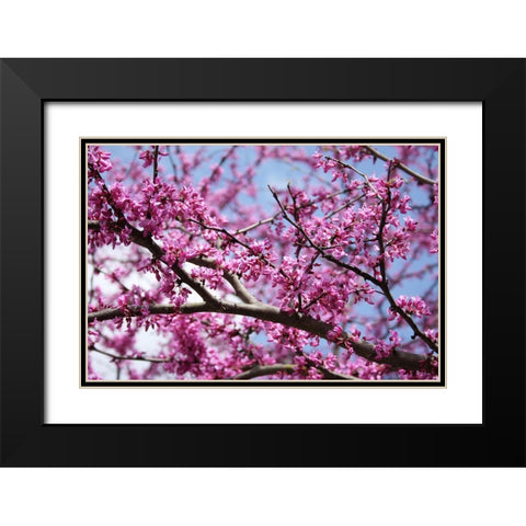 Flowering Redbub Tree Alabama I Black Modern Wood Framed Art Print with Double Matting by Alabama Picture Archive