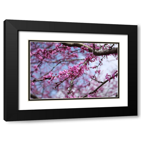 Flowering Redbub Tree Alabama II Black Modern Wood Framed Art Print with Double Matting by Alabama Picture Archive