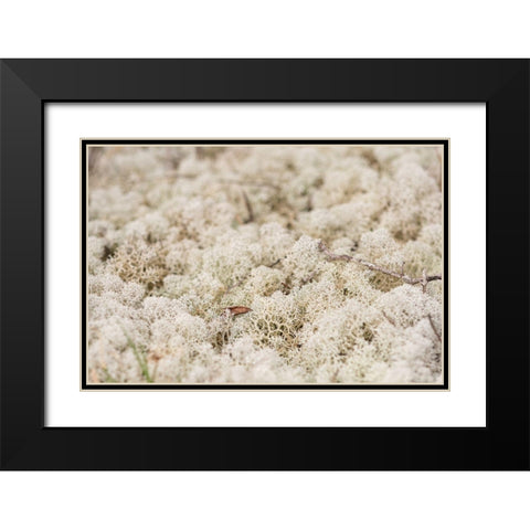 Moose Moss Black Modern Wood Framed Art Print with Double Matting by Alabama Picture Archive