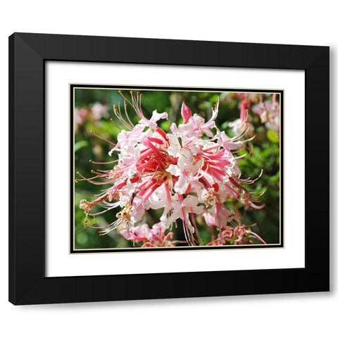 Native Pink Azalea Alabama Black Modern Wood Framed Art Print with Double Matting by Alabama Picture Archive