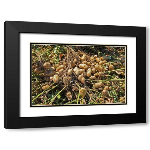 Peanut Plant Harvest Alabama Black Modern Wood Framed Art Print with Double Matting by Alabama Picture Archive
