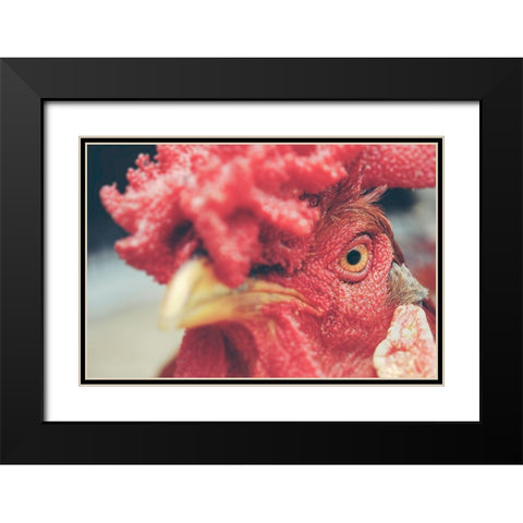 Mad Red Rooster Black Modern Wood Framed Art Print with Double Matting by Chickens