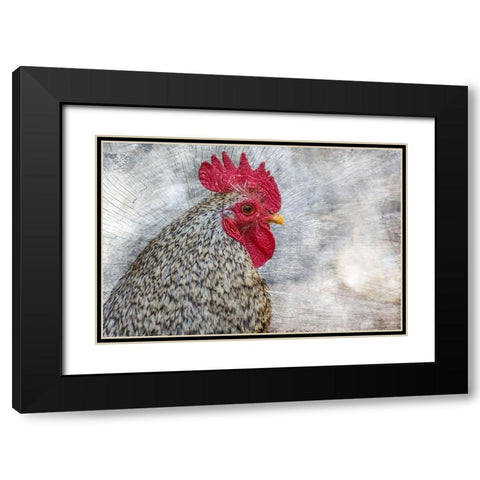 Posing Rooster Black Modern Wood Framed Art Print with Double Matting by Chickens