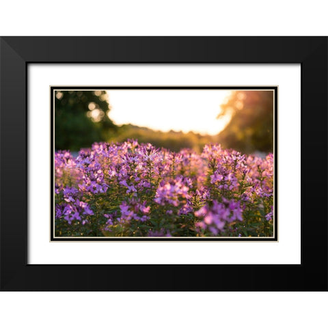 Purple Flower Field Kentucky Black Modern Wood Framed Art Print with Double Matting by Kentucky Picture Archive