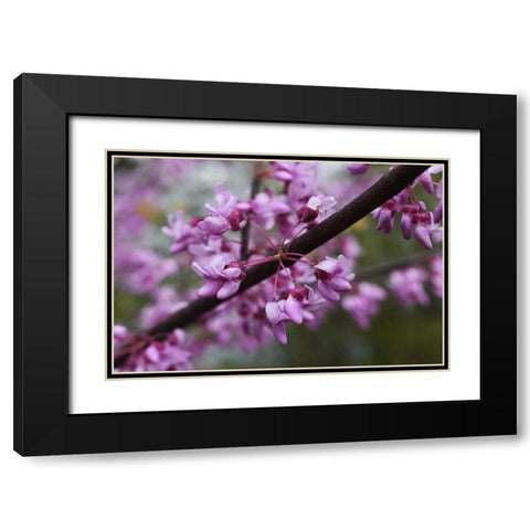 Redbub Spring Wildflowers at Big Muddy National Fish and Refuge-Missouri Black Modern Wood Framed Art Print with Double Matting by Weyers, Anna