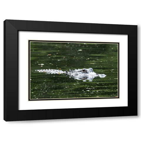 Alligator in a pond at Magnolia House and Gardens in South Carolina Black Modern Wood Framed Art Print with Double Matting by South Carolina Picture Archive
