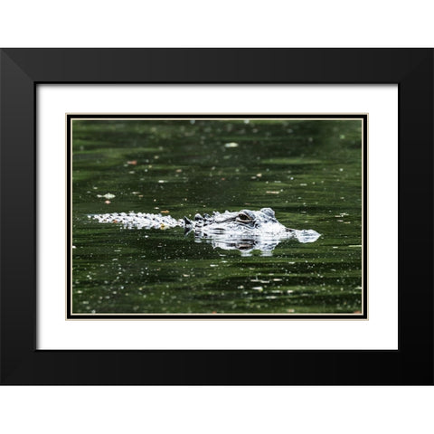 Alligator in a pond at Magnolia House and Gardens in South Carolina Black Modern Wood Framed Art Print with Double Matting by South Carolina Picture Archive