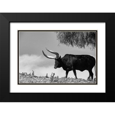 Longhorn Steer-Texas Black Modern Wood Framed Art Print with Double Matting by Texas Picture Archive