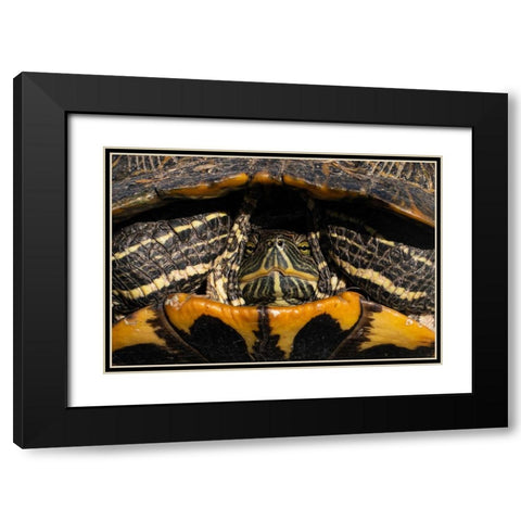 Red-eared Slider Turtle in San Antonio-Texas Black Modern Wood Framed Art Print with Double Matting by Cheung, Lance