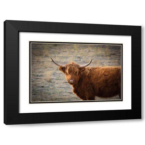 Texas Brown Steer Black Modern Wood Framed Art Print with Double Matting by Texas Picture Archive