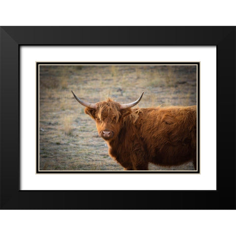 Texas Brown Steer Black Modern Wood Framed Art Print with Double Matting by Texas Picture Archive