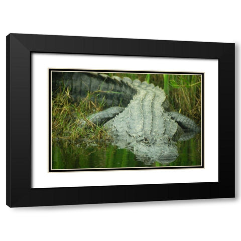 Texas Gator Black Modern Wood Framed Art Print with Double Matting by Demcheck, Dennis