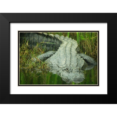 Texas Gator Black Modern Wood Framed Art Print with Double Matting by Demcheck, Dennis