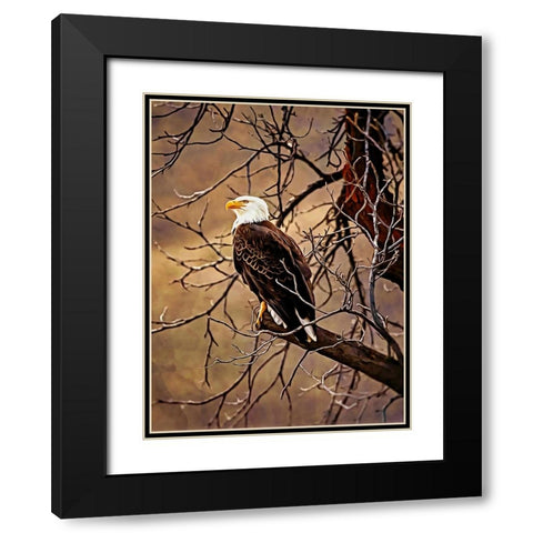 Bald Eagle Black Modern Wood Framed Art Print with Double Matting by Alpenglow Workshop