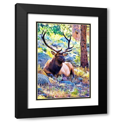Bull Elk Black Modern Wood Framed Art Print with Double Matting by Alpenglow Workshop