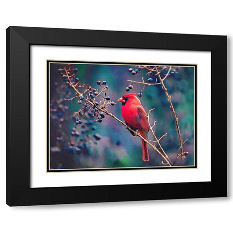 Cardinal and Berries Black Modern Wood Framed Art Print with Double Matting by Alpenglow Workshop