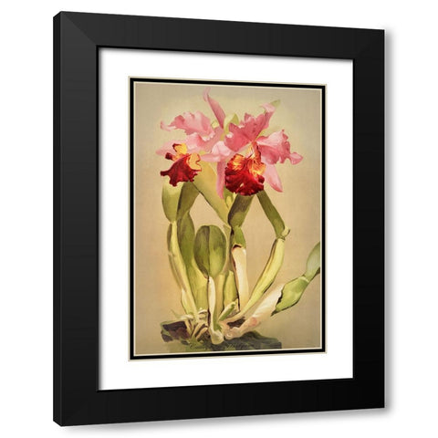 Cattleya Hardyana Orchid Black Modern Wood Framed Art Print with Double Matting by Alpenglow Workshop