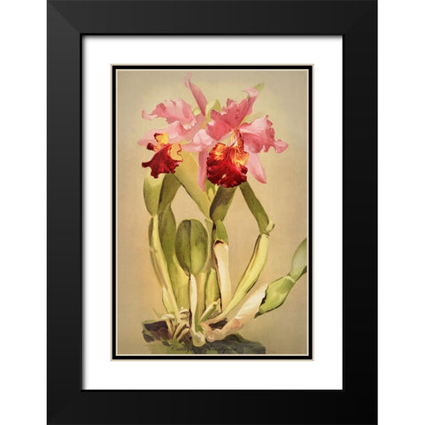 Cattleya Hardyana Orchid Black Modern Wood Framed Art Print with Double Matting by Alpenglow Workshop