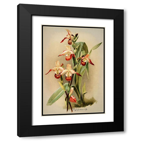 Cypridedium Orchid Black Modern Wood Framed Art Print with Double Matting by Alpenglow Workshop