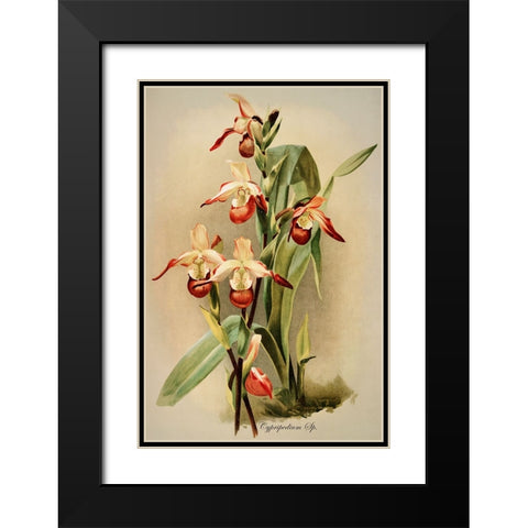 Cypridedium Orchid Black Modern Wood Framed Art Print with Double Matting by Alpenglow Workshop
