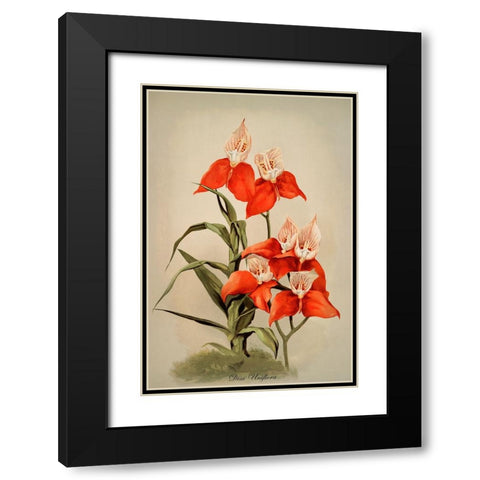 Disa Uniflora Orchid Black Modern Wood Framed Art Print with Double Matting by Alpenglow Workshop