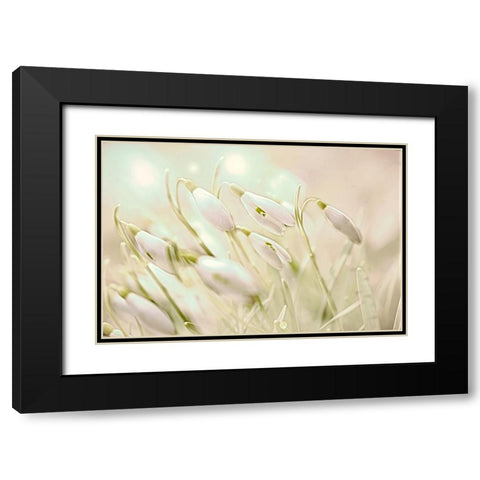 Enchanting Snowdrops Black Modern Wood Framed Art Print with Double Matting by Alpenglow Workshop