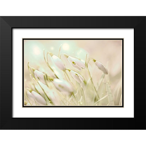 Enchanting Snowdrops Black Modern Wood Framed Art Print with Double Matting by Alpenglow Workshop