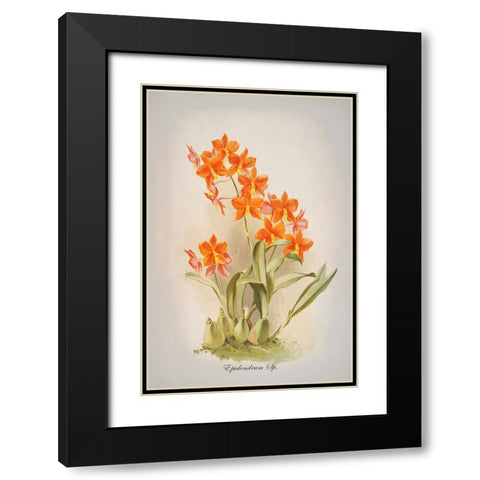 Epidendrum Orchid Black Modern Wood Framed Art Print with Double Matting by Alpenglow Workshop