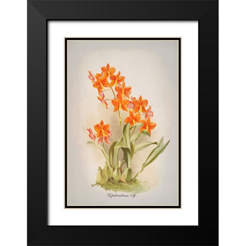 Epidendrum Orchid Black Modern Wood Framed Art Print with Double Matting by Alpenglow Workshop