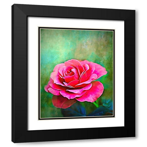 Exquisite Pink Rose Black Modern Wood Framed Art Print with Double Matting by Alpenglow Workshop