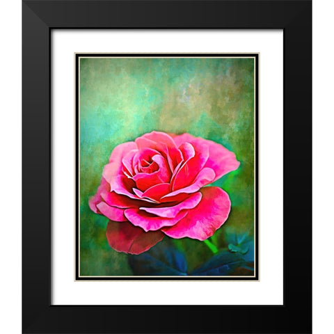 Exquisite Pink Rose Black Modern Wood Framed Art Print with Double Matting by Alpenglow Workshop