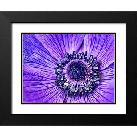 Heart of the Anemone Black Modern Wood Framed Art Print with Double Matting by Alpenglow Workshop