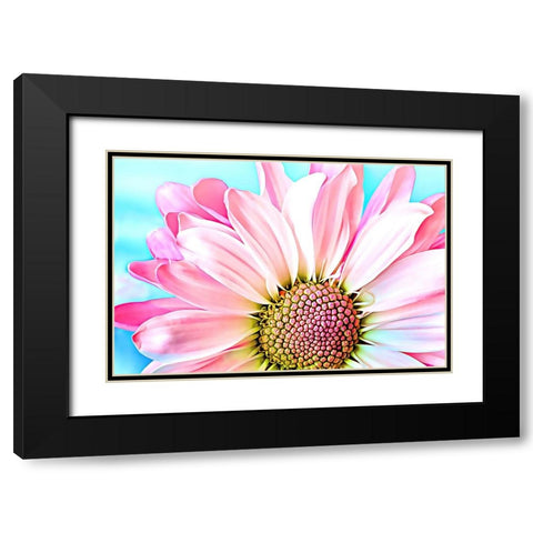 Pink Dahlia Black Modern Wood Framed Art Print with Double Matting by Alpenglow Workshop