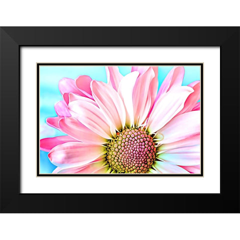 Pink Dahlia Black Modern Wood Framed Art Print with Double Matting by Alpenglow Workshop