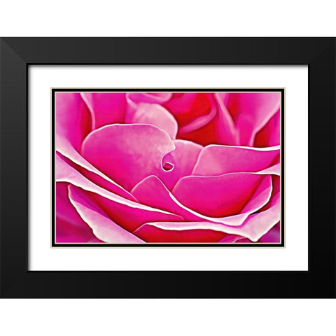Pink Perfection Rose Black Modern Wood Framed Art Print with Double Matting by Alpenglow Workshop