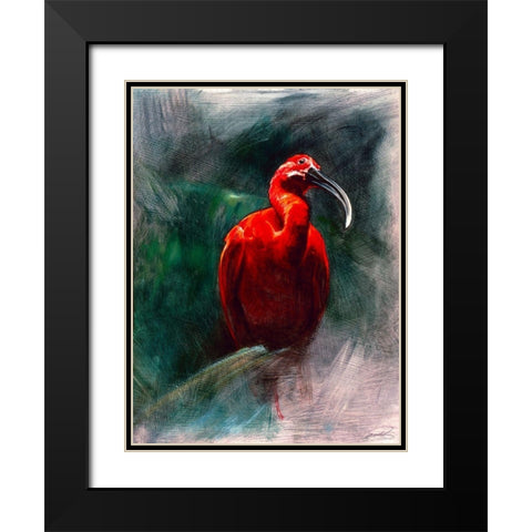 Scarlet Ibis Black Modern Wood Framed Art Print with Double Matting by Campbell, Robert