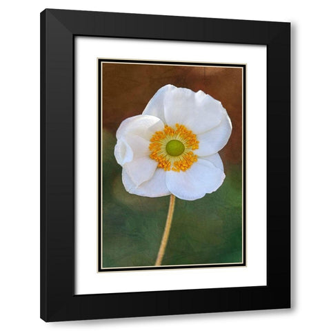 Playful Petals I Black Modern Wood Framed Art Print with Double Matting by Robertson, Leda