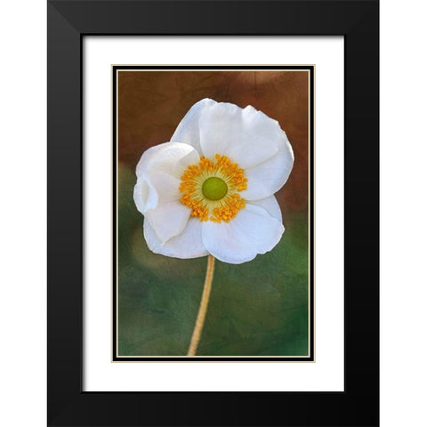 Playful Petals I Black Modern Wood Framed Art Print with Double Matting by Robertson, Leda