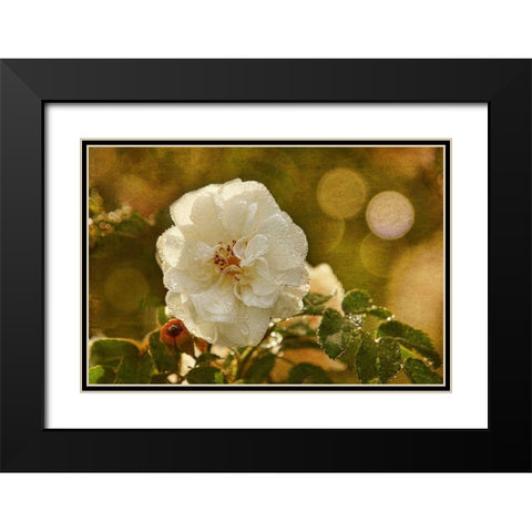 Adorned in Raindrops Black Modern Wood Framed Art Print with Double Matting by Robertson, Leda