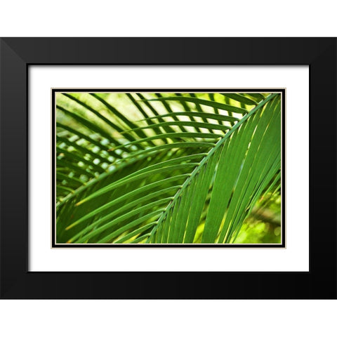 Leaf Abstraction II Black Modern Wood Framed Art Print with Double Matting by Robertson, Leda