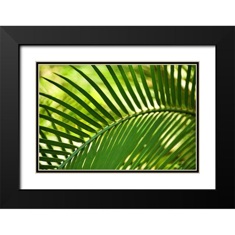 Leaf Abstraction IV Black Modern Wood Framed Art Print with Double Matting by Robertson, Leda