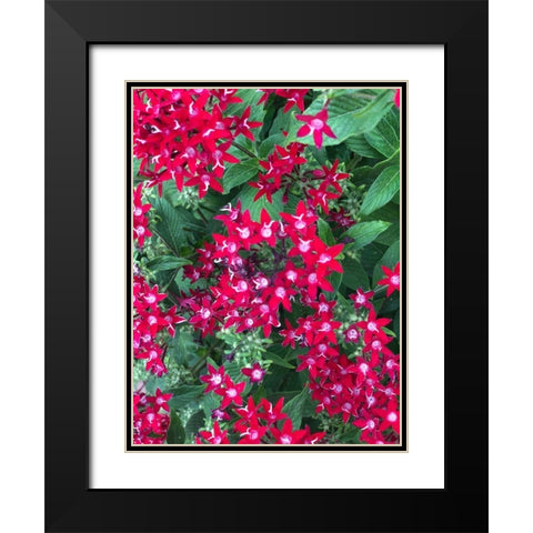 Fiery Red Black Modern Wood Framed Art Print with Double Matting by Orlov, Irena