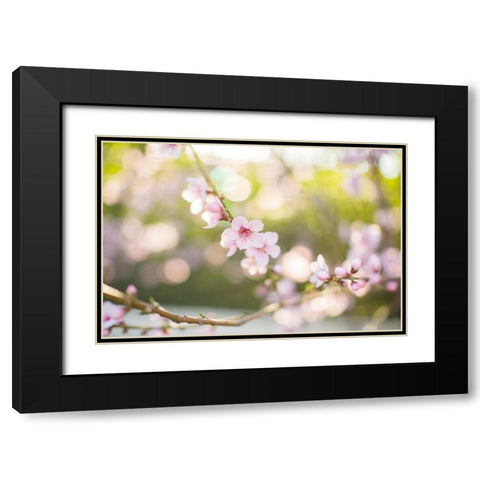 The Bloom of Peach Trees Black Modern Wood Framed Art Print with Double Matting by Orlov, Irena