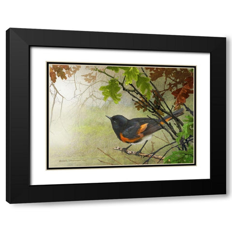 American Redstart Black Modern Wood Framed Art Print with Double Matting by Vest, Christopher