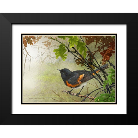 American Redstart Black Modern Wood Framed Art Print with Double Matting by Vest, Christopher