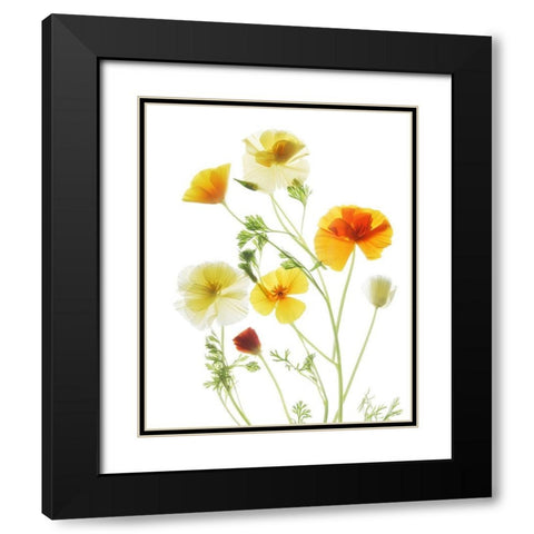 California PoppyGarden Black Modern Wood Framed Art Print with Double Matting by Stalus, Judy