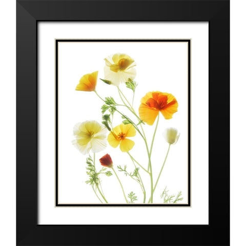 California PoppyGarden Black Modern Wood Framed Art Print with Double Matting by Stalus, Judy