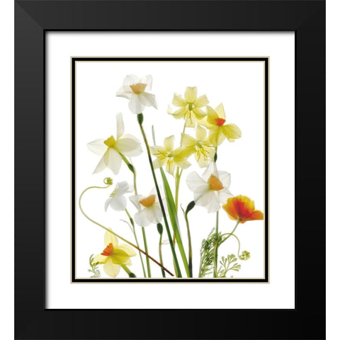 Spring Garden Black Modern Wood Framed Art Print with Double Matting by Stalus, Judy