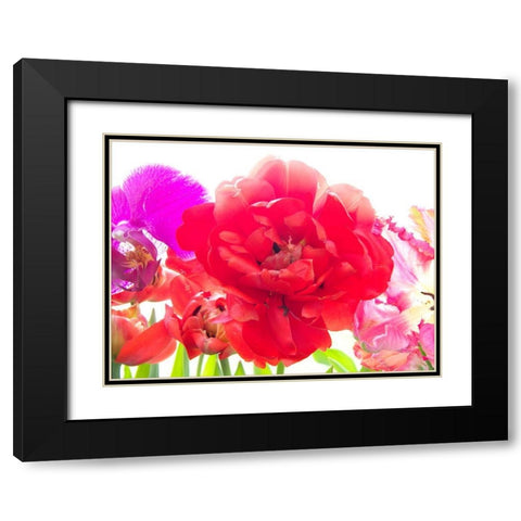 Red Tulip Black Modern Wood Framed Art Print with Double Matting by Stalus, Judy